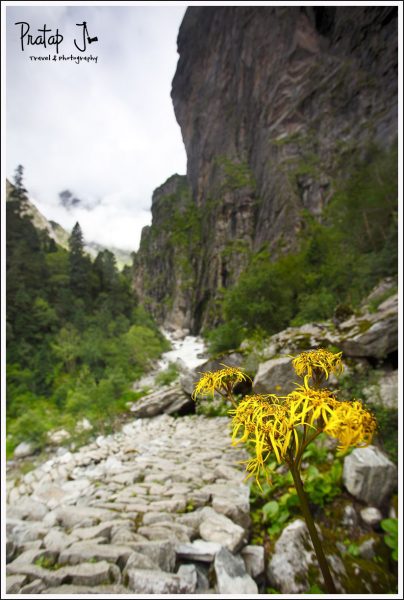 Trekking to the Valley of Flowers