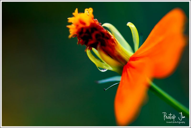 Close up of a rain drop on a orange flower 