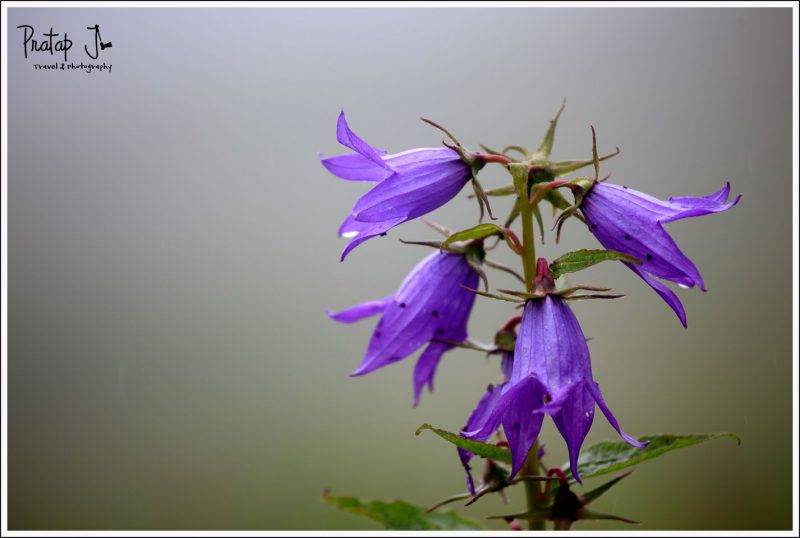 Purple Flowers at the Valley of Flowers National Park