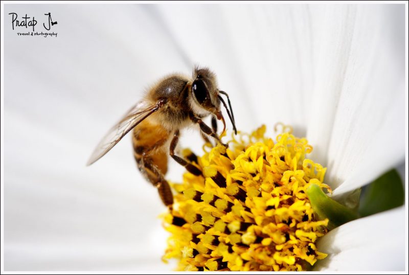 A Bee on a Yellow Flower