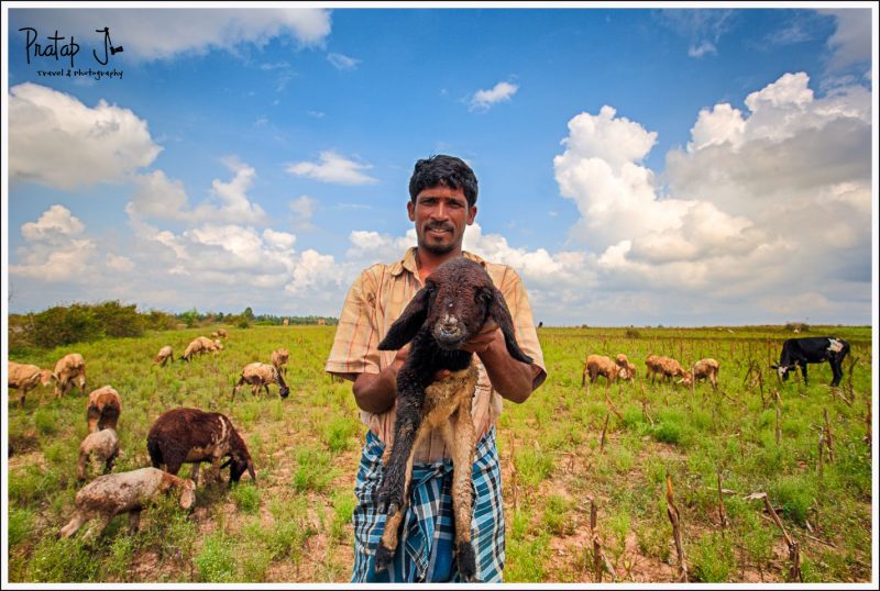 A Simple Village Shepherd