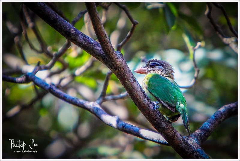 Barbet at Lalbagh