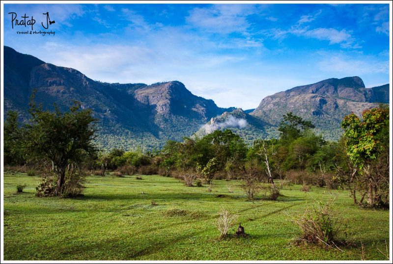 Green fields at Masinagudi