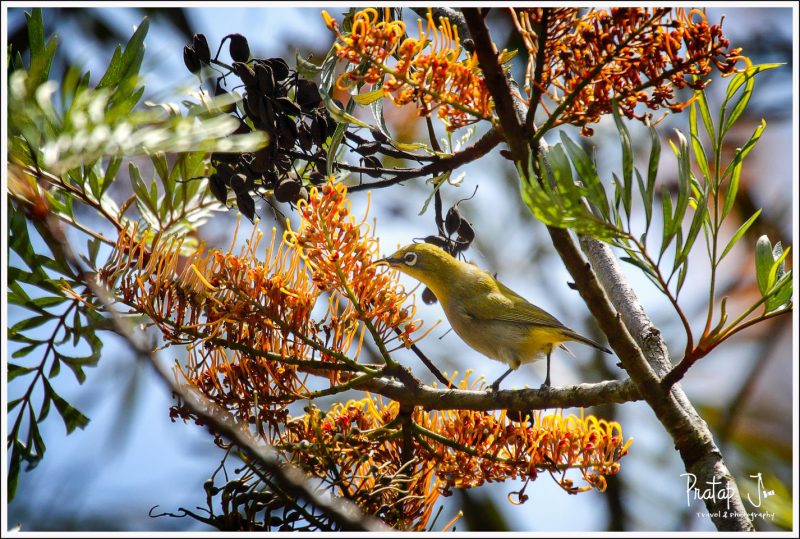 Oriental White Eye at Masinagudi