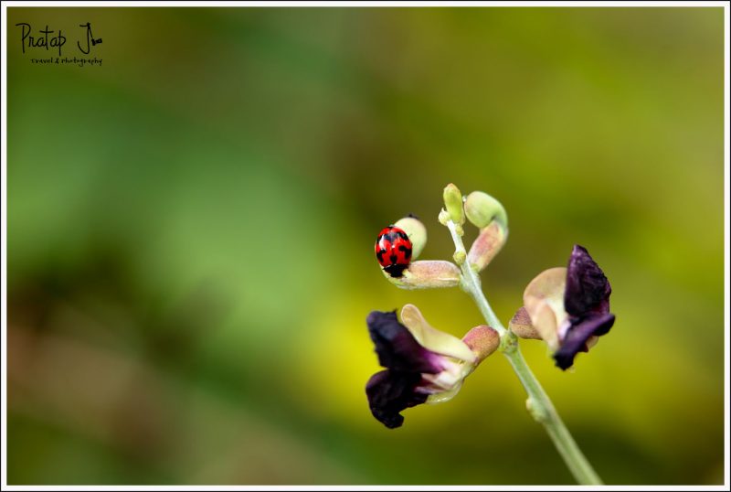 Ladybug in Lalbagh