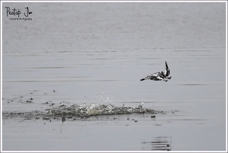 Pied King Fisher at Madiwala