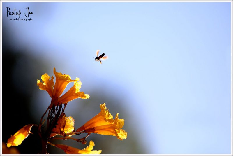 A Sunday Morning at Lalbagh