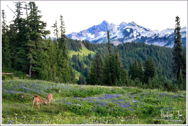 Mt.-Rainier-National-Park