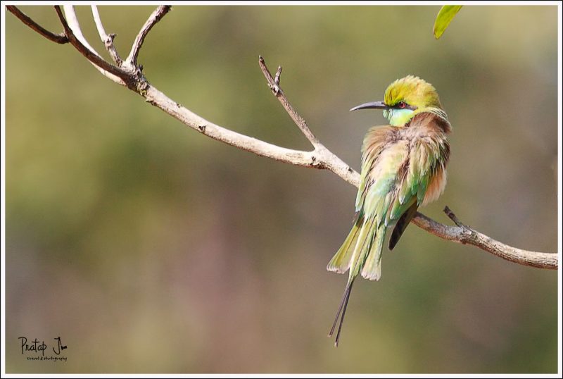 A Bee Eater