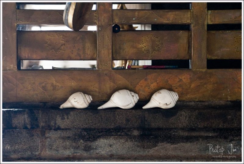 conches placed inside a table