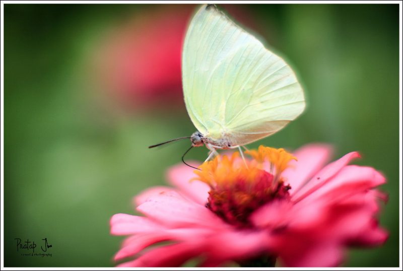 Emmigrant Butterfly Closeup