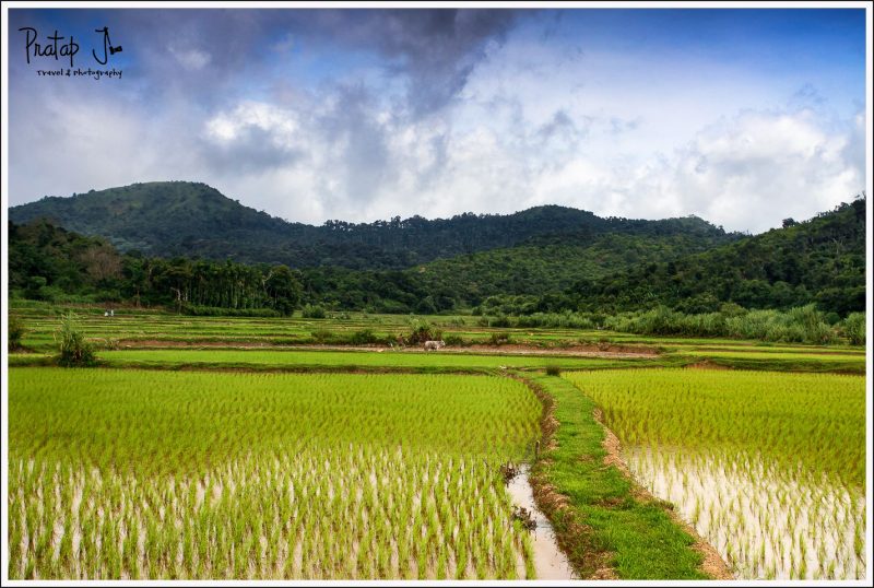 Paddy farm near Mudigere