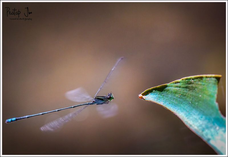 High ISO shot of a damselfly hovering 