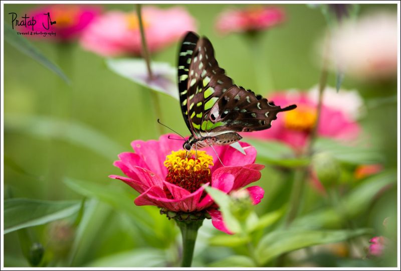 Tailed Jay at Lalbagh in Bangalore