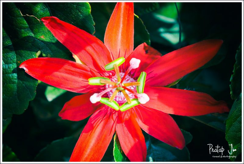 Crimson Passion Flower