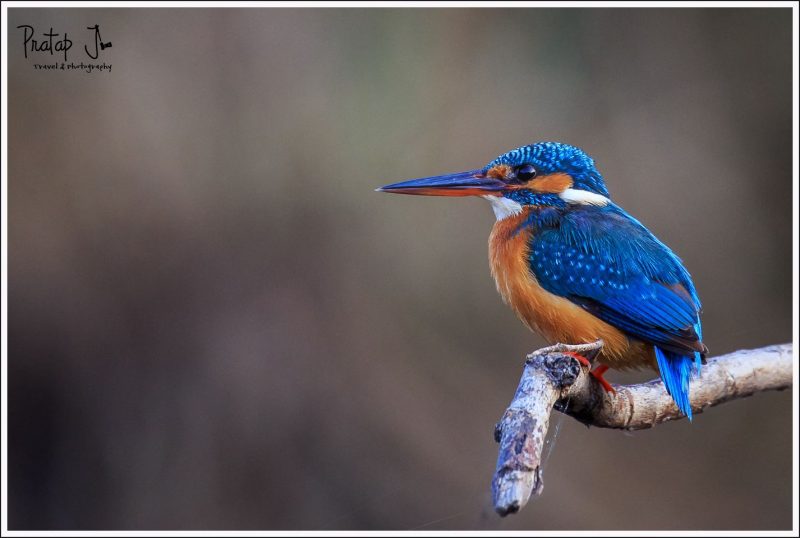 Common Kingfisher at Satpura