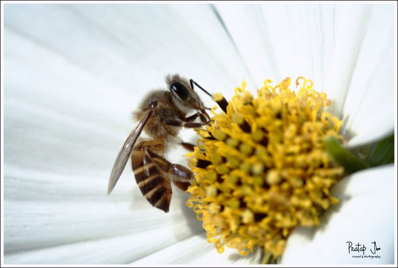 Macro of a Bee