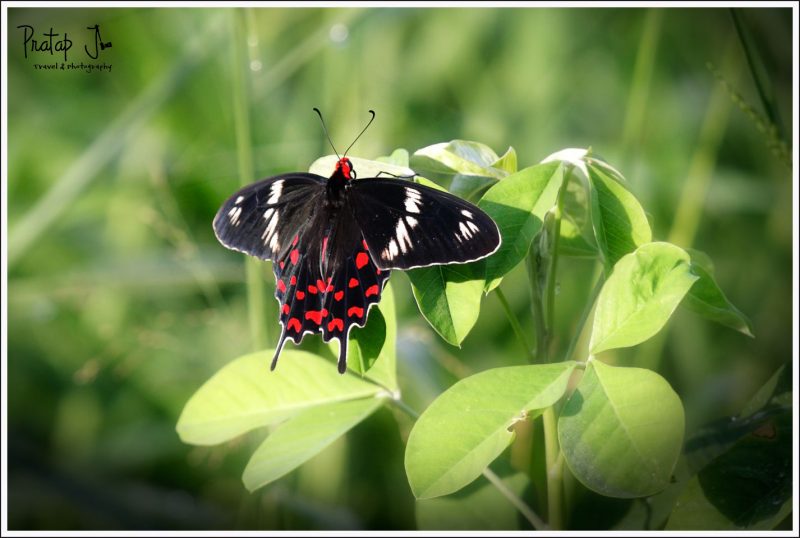 Crimson Rose butterfly at Lalbagh