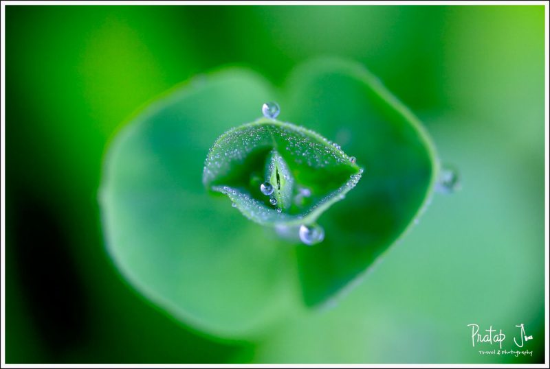 Dew drops on a leaf