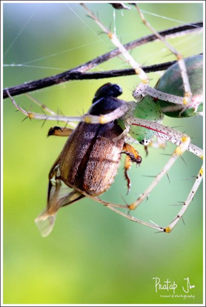 Lynx Spider preying