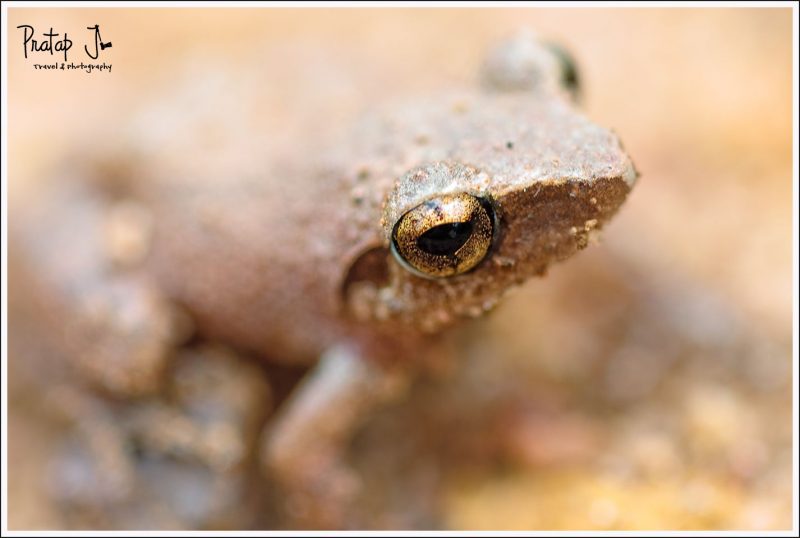 Close up of a Frog's Eye