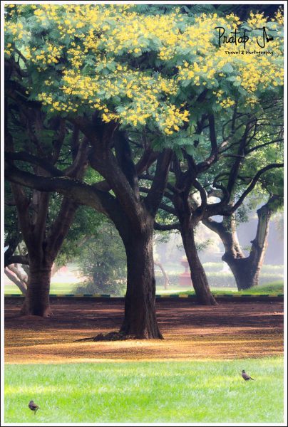 Early morning photography at Lalbagh