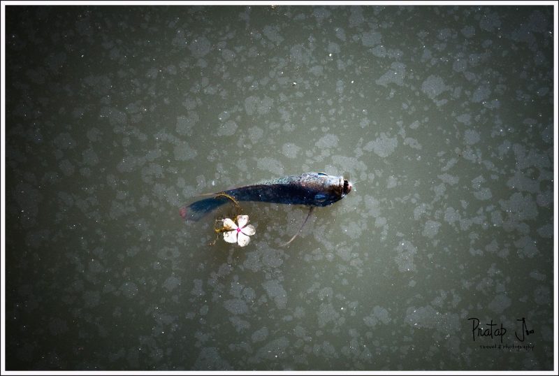 Fish at Lalbagh lake