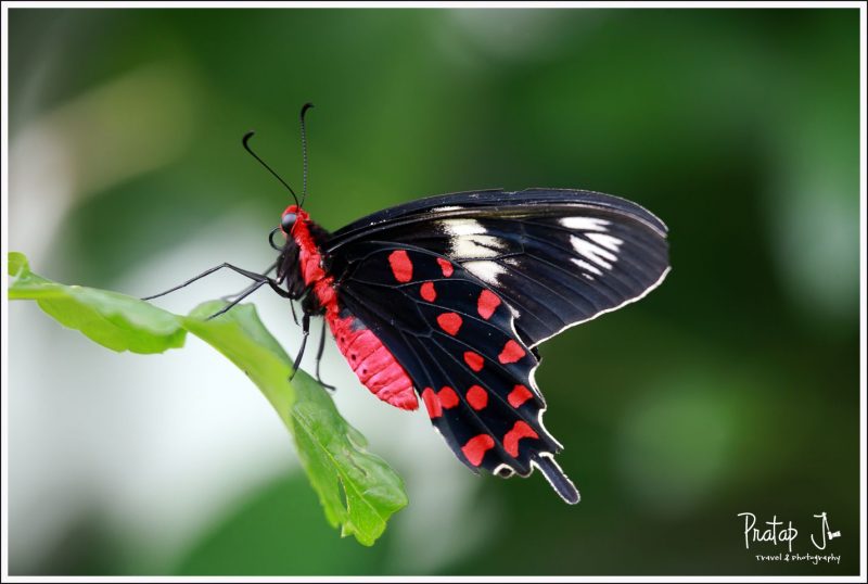 Crimson Rose at Butterfly Park