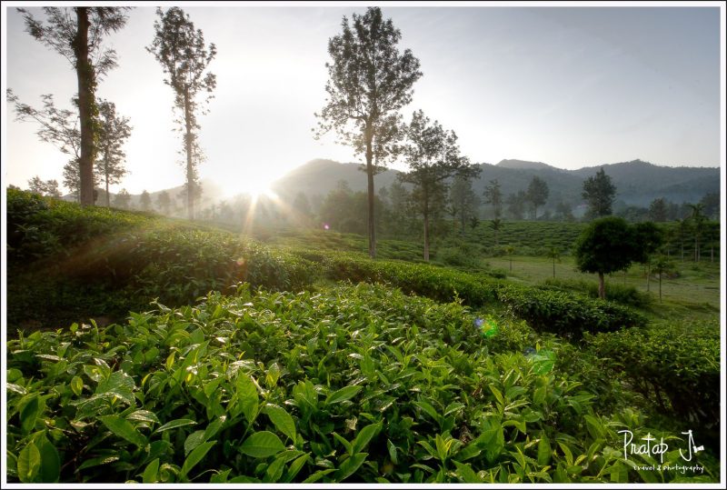 Sunrise through the tea estates at Wayanad