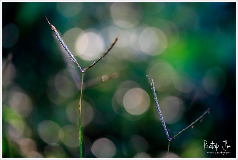 Beautiful bokeh captured with a Canon 100mm macro lens