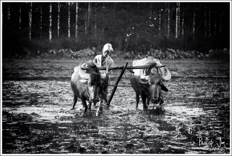 Tilling the Land with a Buffalo