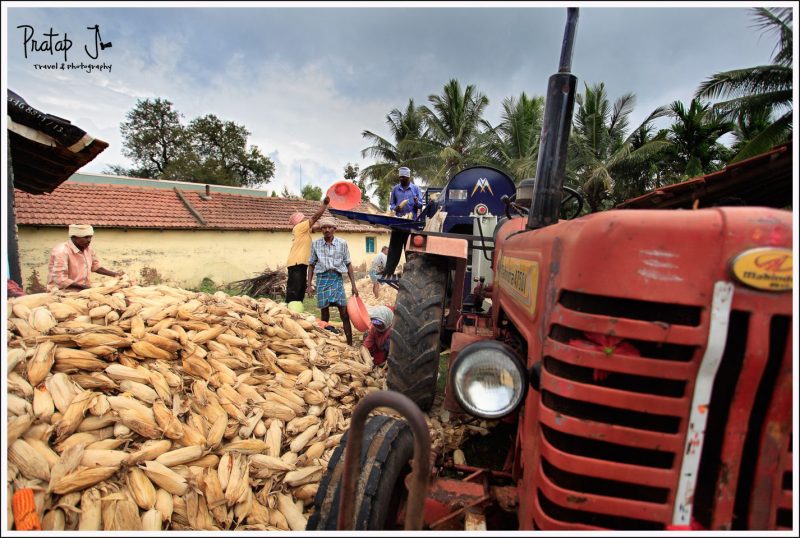 Corn Harvesting at Hassan