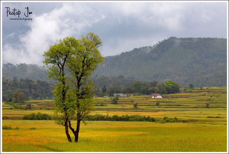 An Indian farm during monsoon