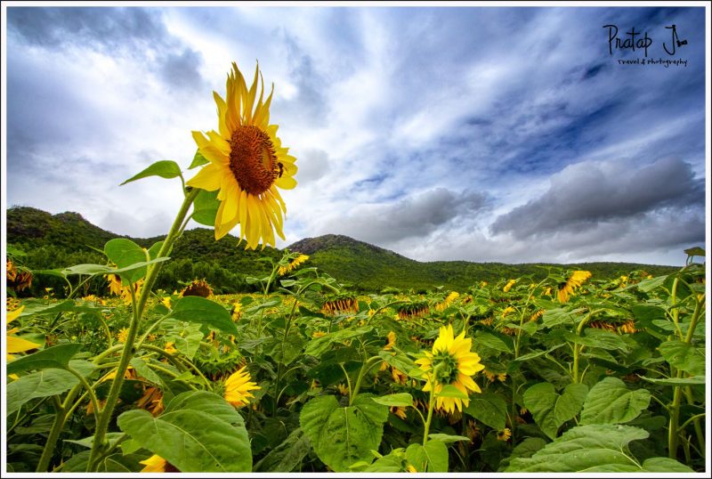 A Sunflower Reaches Out against Blue Skies