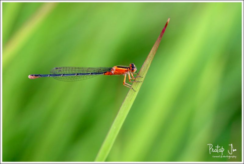 Damsel Fly Closeup