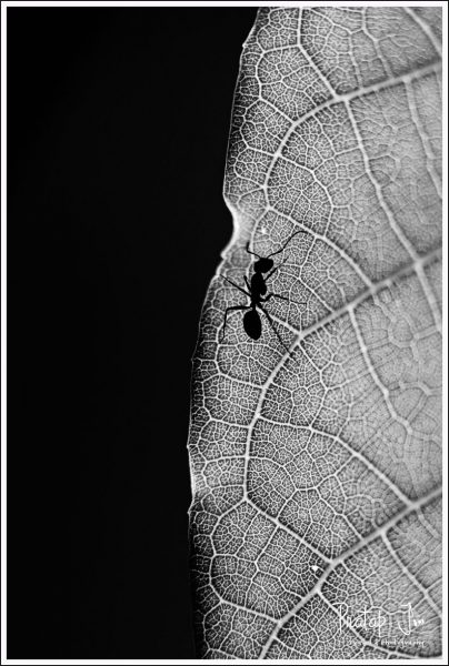 Monochrome of an Ant on a Leaf