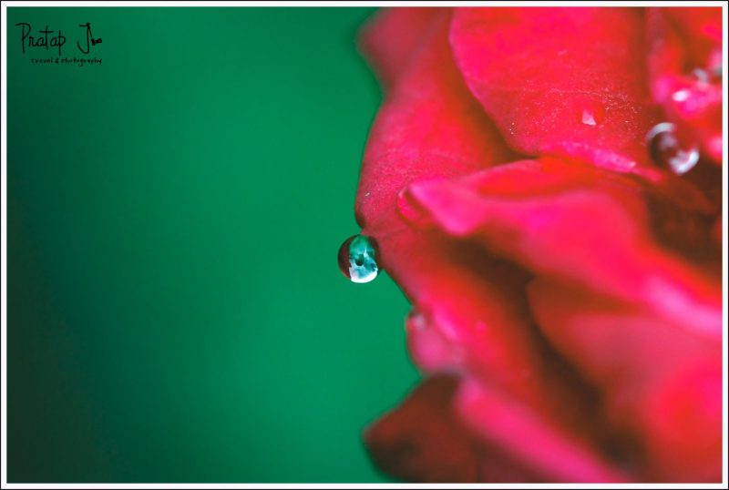 Close up of a dew drop on a rose petal