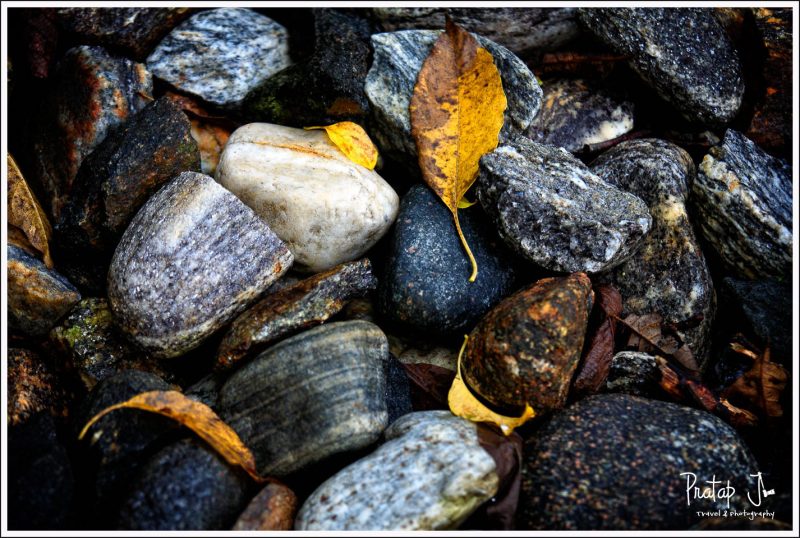 A close up of leaves and pebbles near a river side