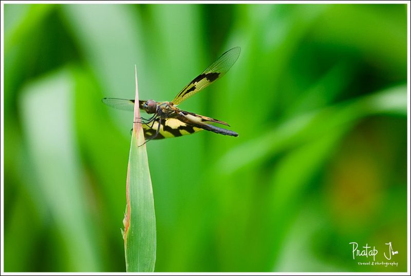 A Dragon Fly in Monsoon