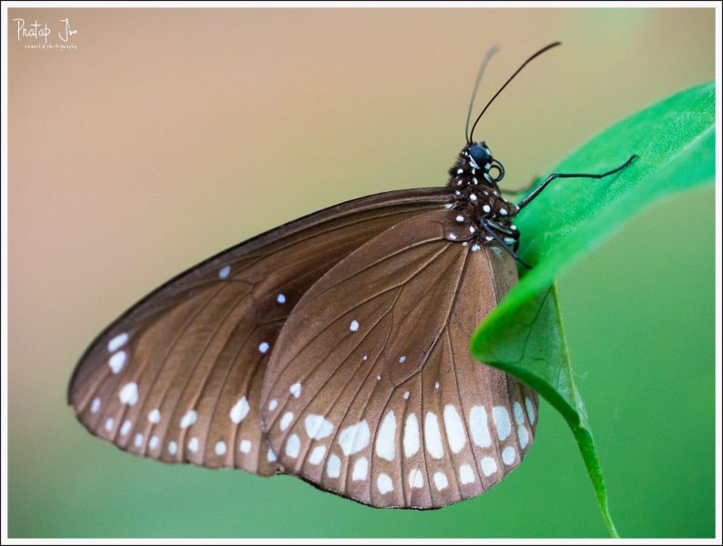 Macro photo with OMD EM5 and Canon 100 f/2.8L IS