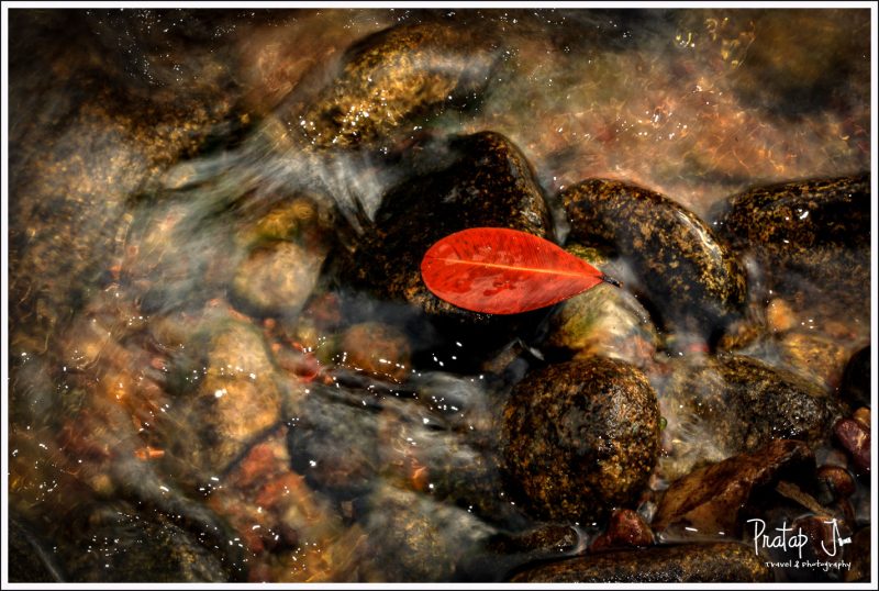 A still red leaf in flowing water