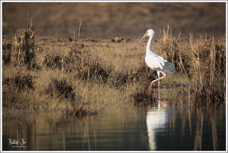 Asian Openbill