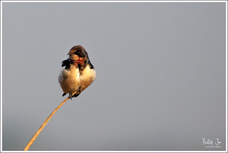 Barn Swallow