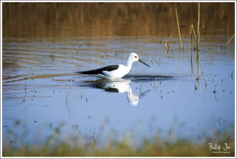 Black-winged Stilt