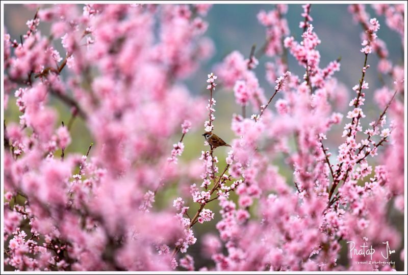 Cherry Blossom in Kichu Lhakhang