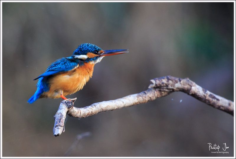 Common Kingfisher