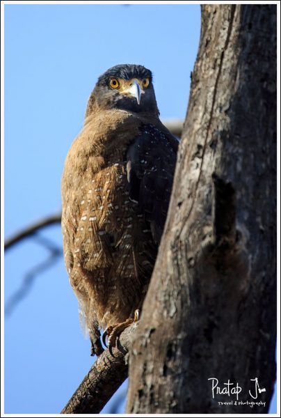 Crested Serpent Eagle