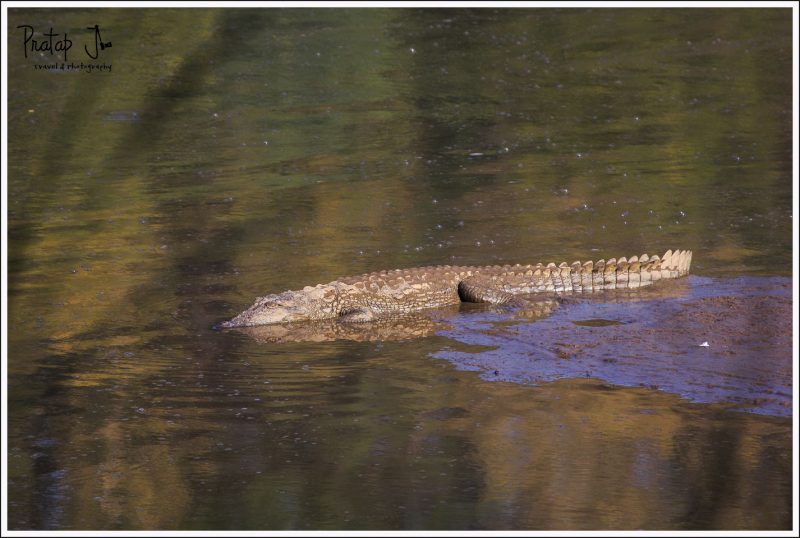 A crocodile