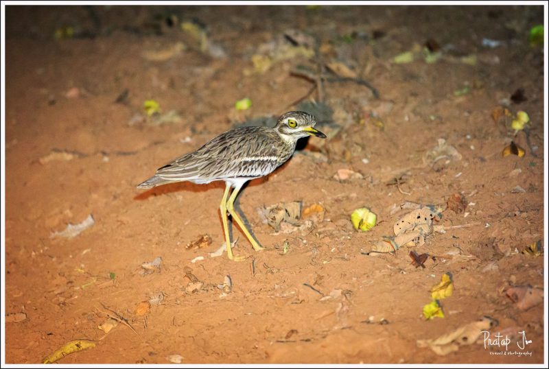 Eurasian Thick Knee