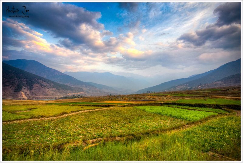 Green Paddy Fields in Punakha